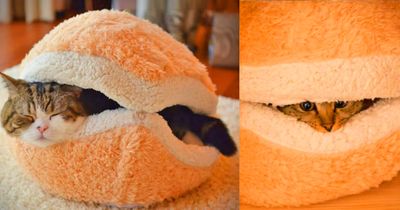 Cat Hamburger Bed