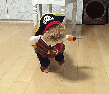 cat-pirate-costume-0.gif