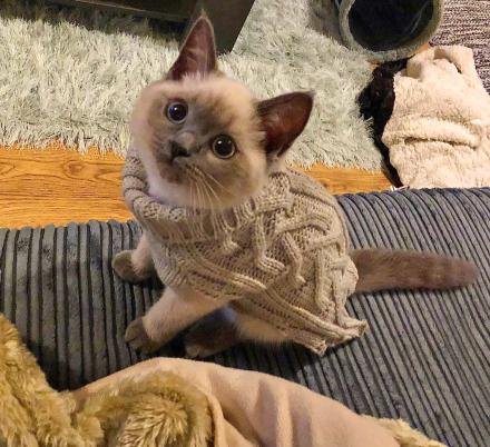 kittens in sweaters