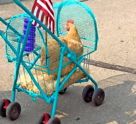 People Are Now Making Chicken Strollers To Take Their Chickens on Walks
