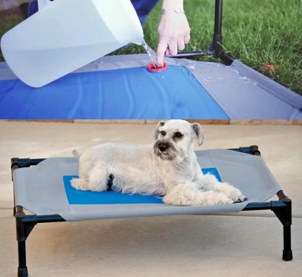 This Outdoor Dog Bed Stores Cold Water To Keep Your Pooch Cool In The Heat