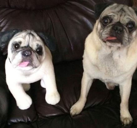 Cuddle Clones Make Your Dog Into A Stuffed Animal