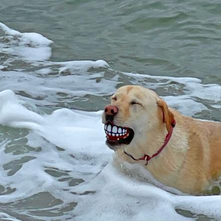 This Funny Teeth Dog Ball Gives Your Dog Human Teeth When They're Holding It