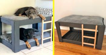 This Dog Bunk Bed Will Save You Space In Smaller Homes and Apartments