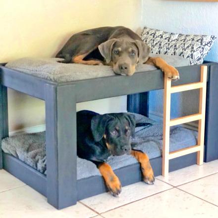 This Dog Bunk Bed Will Save You Space In Smaller Homes and Apartments