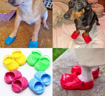 Dog Crocs Are Now A Thing, And Your Dog Probably Wants Them