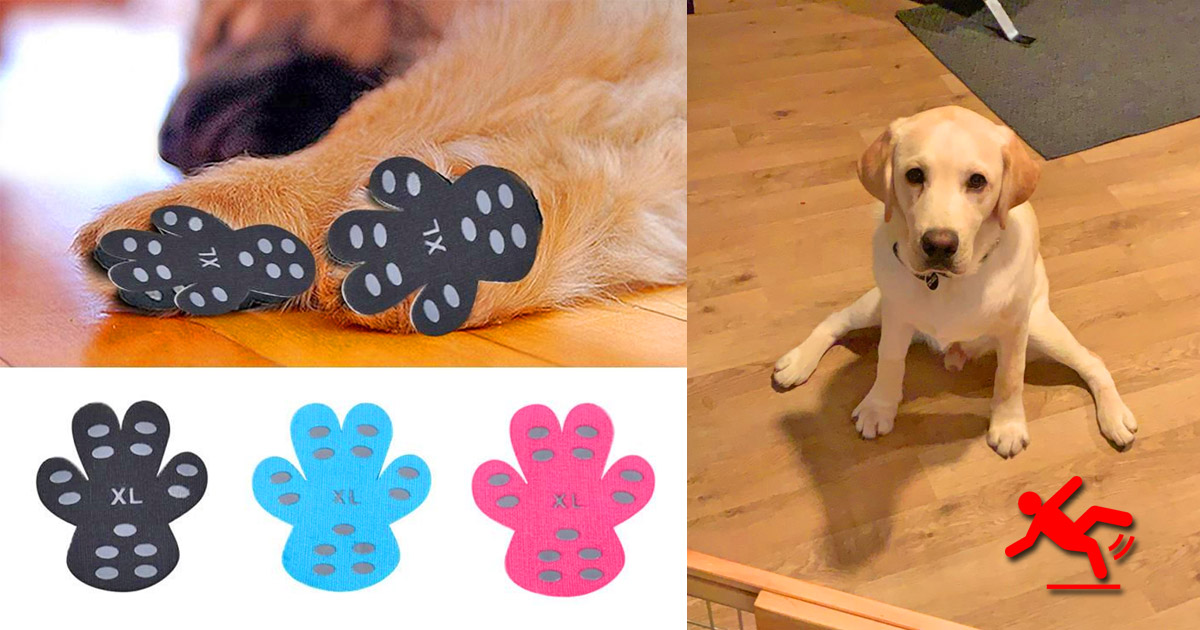 There Are Now Dog Pad Grips That, Dog Slipping On Hardwood Floors