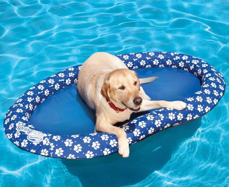 Dog Pool Float