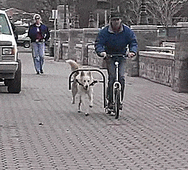 Dog Powered Scooters Use Your Dog To Propel You Around