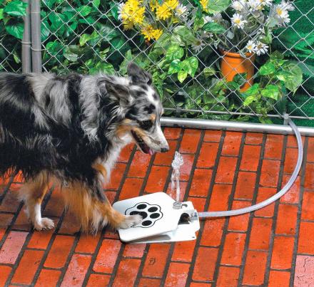 Dog Push Pedal Water Fountain - Doggie Fountain