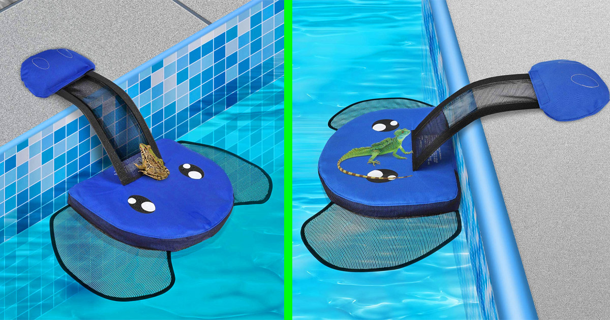 Elephant Shaped Pool Ramp Helps Frogs, Mice, and Other Critters Out Of ...