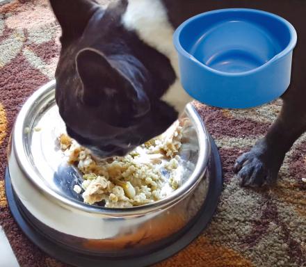 Enhanced Pet Bowl: Slanted Dog Bowl With Ridge Helps Flat Faced Dog Breeds Feed
