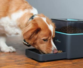 Smart Dog Feeder Allows You To Feed Your Pet From Your Smart Phone