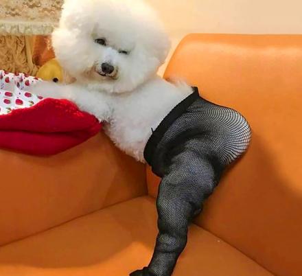 There's a Pair Of Tiny Fishnet Stockings You Can Get For Your Dog, and We Don't Know Why