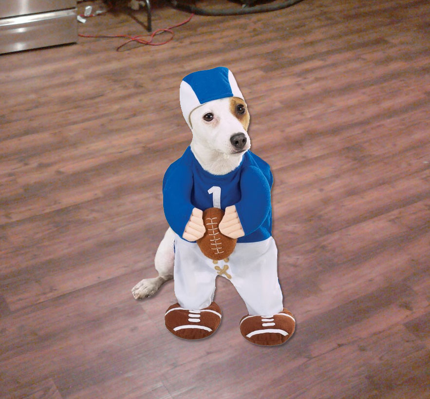 Football Player Dog Costume  Dog football, Dog costume, Pet costumes
