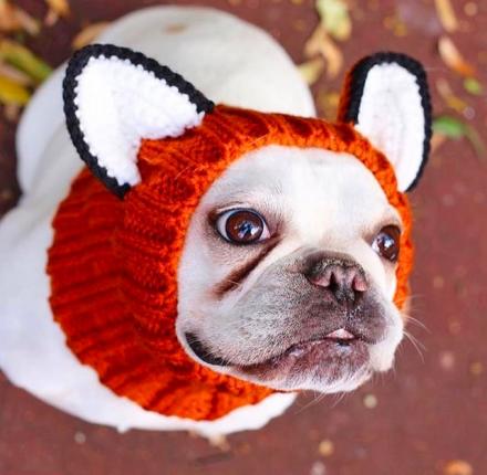 Fox Dog Hood Turns Your Dog Into a Fox