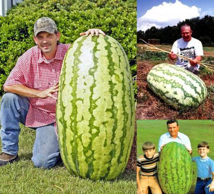 Giant Watermelon Seeds (10-Pack)