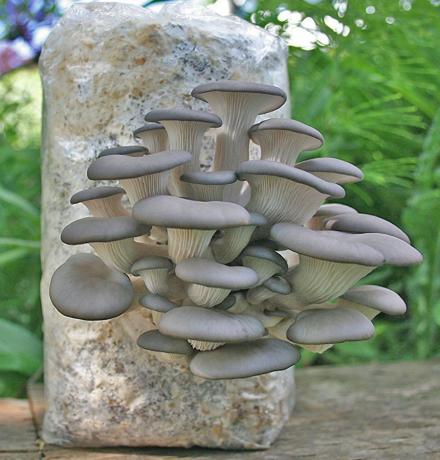 https://odditymall.com/includes/content/grow-your-own-oyster-mushrooms-with-this-all-in-one-kit-thumb.jpg