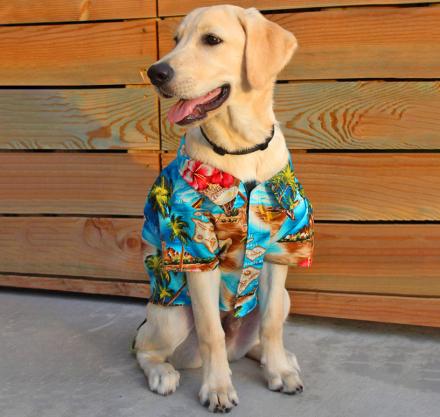 Hawaiian Dog Shirts