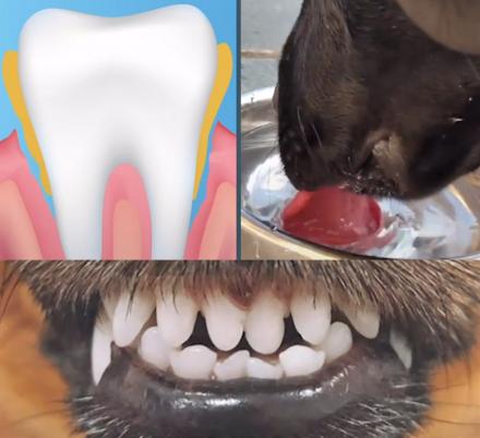 This Company Created Dog and Cat Mouthwash To Help Fight Gum Disease And Bad Breath