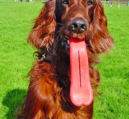 Humunga Tongue: Dog Toy Gives Your Dog a Giant Tongue