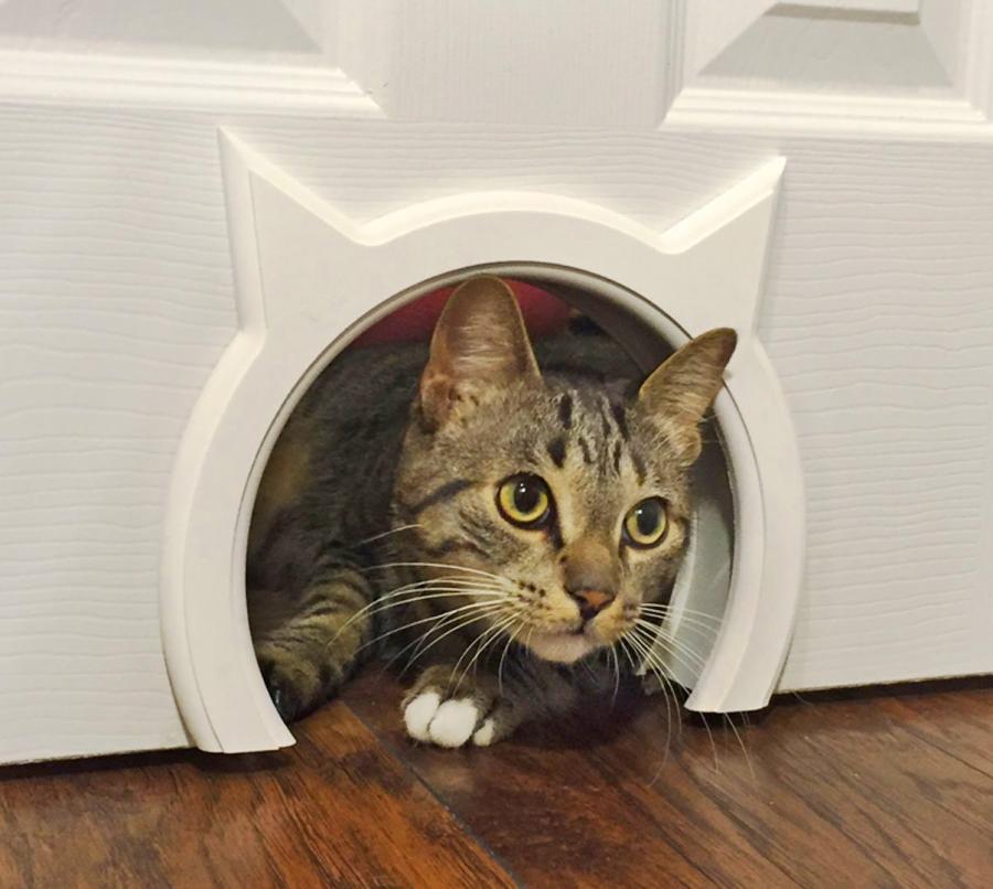 Cat door shaped shop like a cat