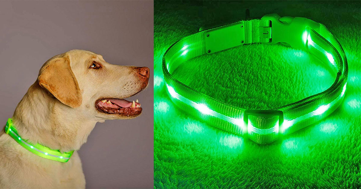 LED Lighted Dog Collar Helps Your Pooch Be Seen At Night
