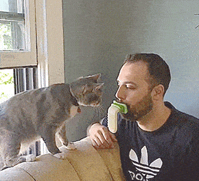 LICKI Brush: Cat Brush You Hold With Your Mouth, Lets You Lick Your Cat