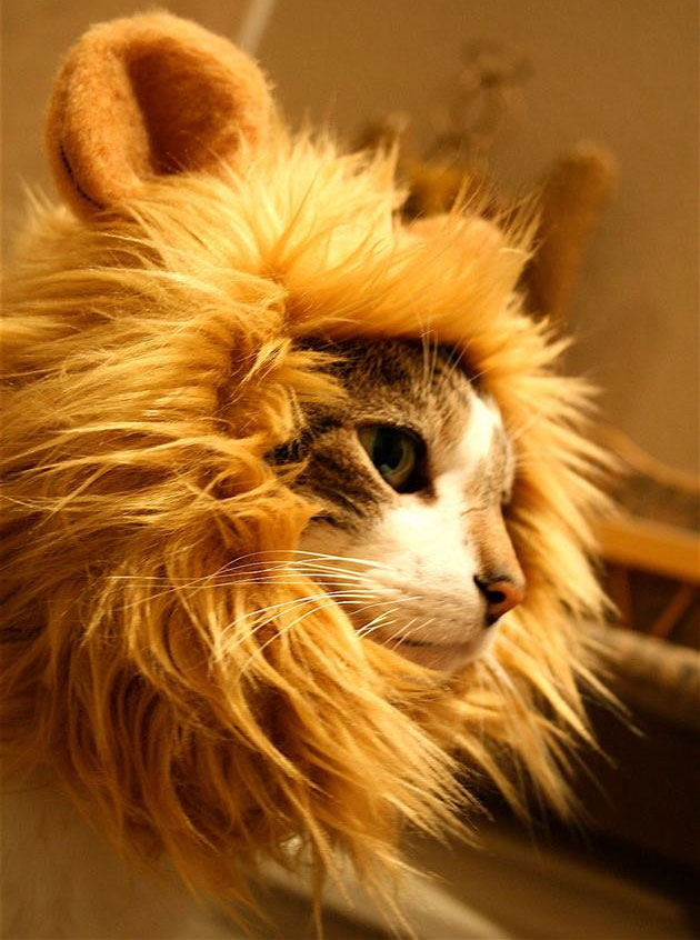 Turn Your Dog Or Cat Into a Lion With These Lion Mane Pet Wigs - Cat lion mane wig