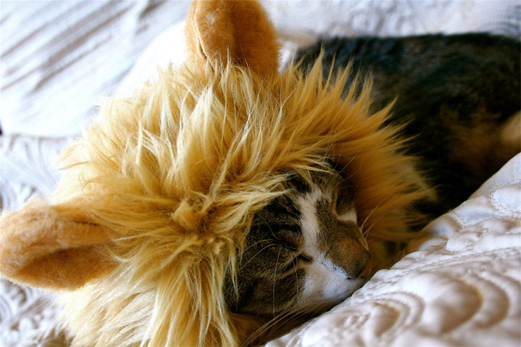 Turn Your Dog Or Cat Into a Lion With These Lion Mane Pet Wigs - Cat lion mane wig