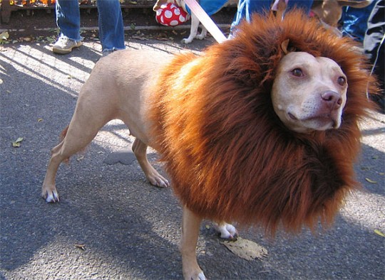 Lions Mane for Large Dog Halloween Costumes, Pet White Wig with Ears