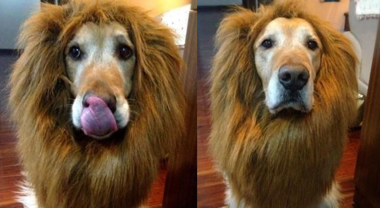 Dog Lion Mane Costume - Dog lion wig