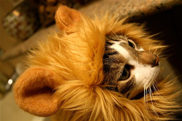 Turn Your Dog Or Cat Into a Lion With These Lion Mane Pet Wigs - Cat lion mane wig