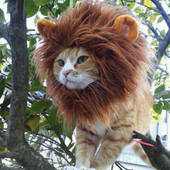 Turn Your Dog Or Cat Into a Lion With These Lion Mane Pet Wigs - Cat lion mane wig