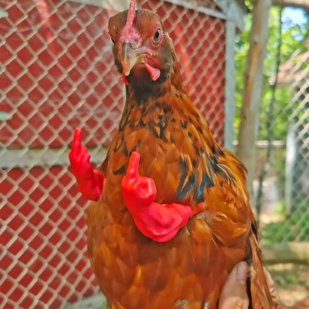 Tiny 3D Printed Baby Arms for Chickens That Bring the 'Birds With Arms'  Meme to Real Life