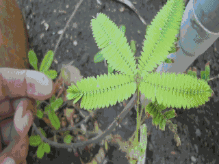 Mimosa Plant Folds In When Touched