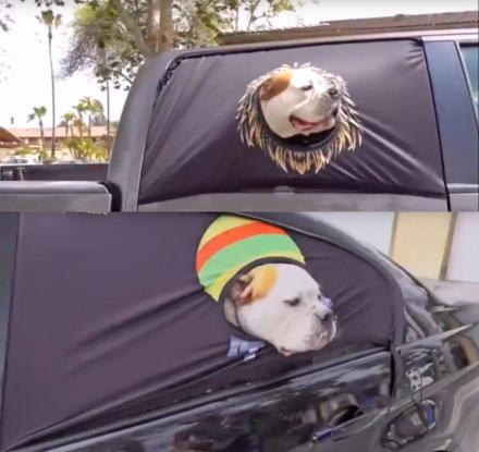 dog car window screen