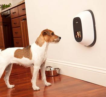 pet treat dispenser and camera