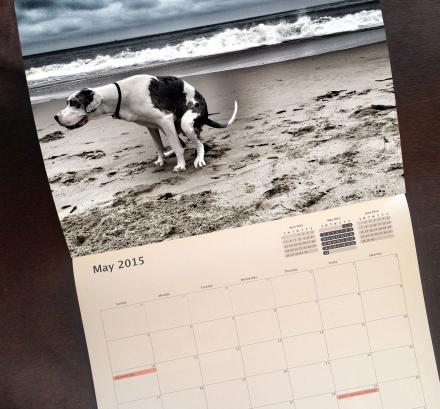 Pooping Dogs Calendar 2015
