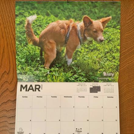 The Pooping Dogs Calendar Is Back Again For The Year 2022