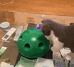 This Pop N' Play Cat Teaser Toy Might Be The Greatest Way To Burn Your Cat's Energy