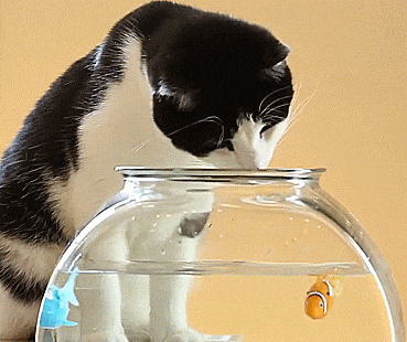 RoboFish Are Robotic Fish To Screw With Your Cat