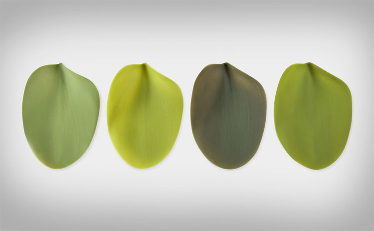 Silicone Leaf Plates