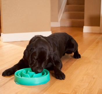 Slo-Bowl Dog Bowl For Slow Feeding