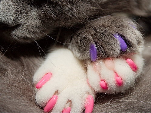 SoftClaws Cat Claw Attachemts