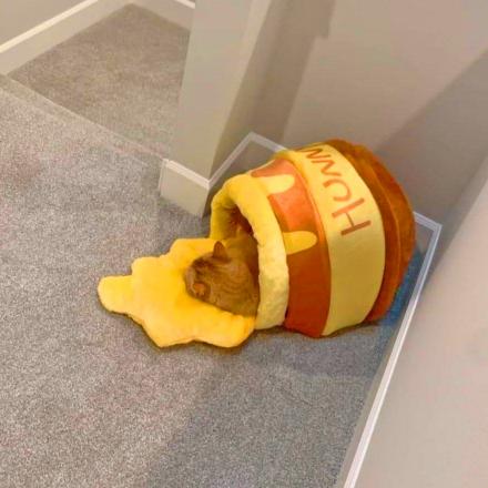 This Spilt Honey Pot Cat Bed Is The Perfect Napping Spot For Your Kitty