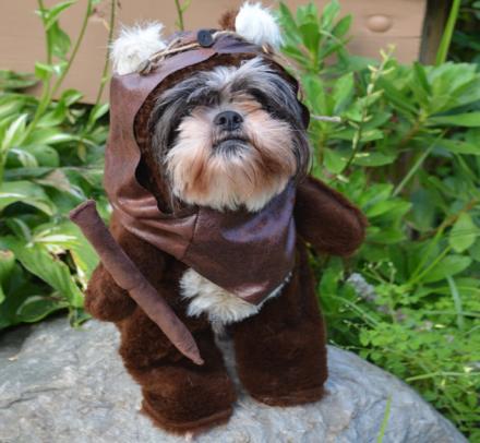 Star wars deals dog costume