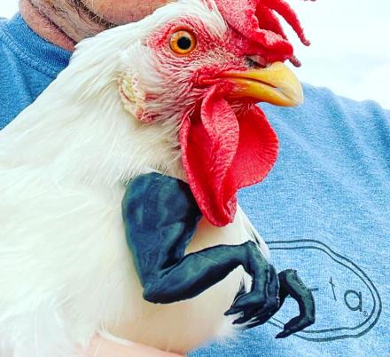 You Can Now Get Tiny T-Rex Chicken Arms For Your Backyard Fowl