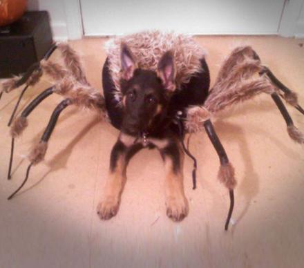This Tarantula Dog Costume Turns Your Pooch Into a Giant Spider For Halloween