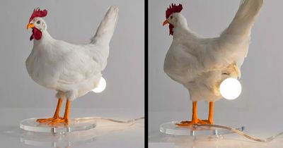 This Hilarious Chicken Egg Lamp Exists, and We Begrudgingly Love It